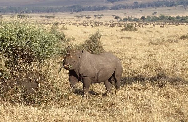 Black Rhinoceros Maasai Mara National Park, Africa