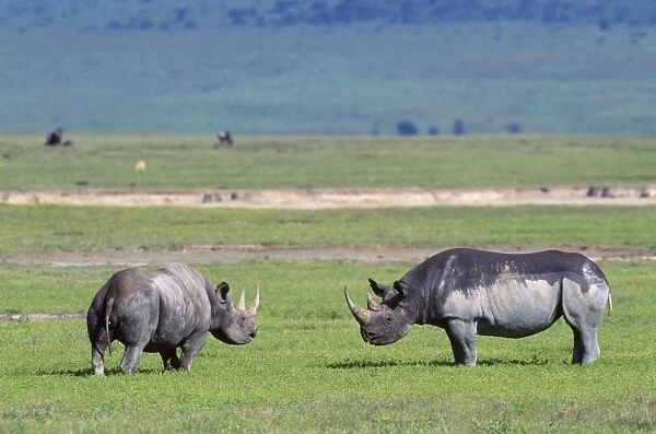 Black Rhinoceros - male & femalein oestrus - play-fight. Ngorongoro Crater, Tanzania