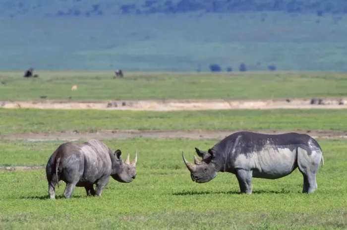 Framed Print : Black Rhinoceros - male & femalein oestrus - play-fight. Ngorongoro Crater, Tanzania Framed Print : Black Rhinoceros - male & femalein oestrus - play-fight. Ngorongoro Crater, Tanzania