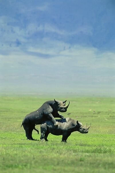 Black Rhinoceros - mating - Ngorongoro Crater - Tanzania