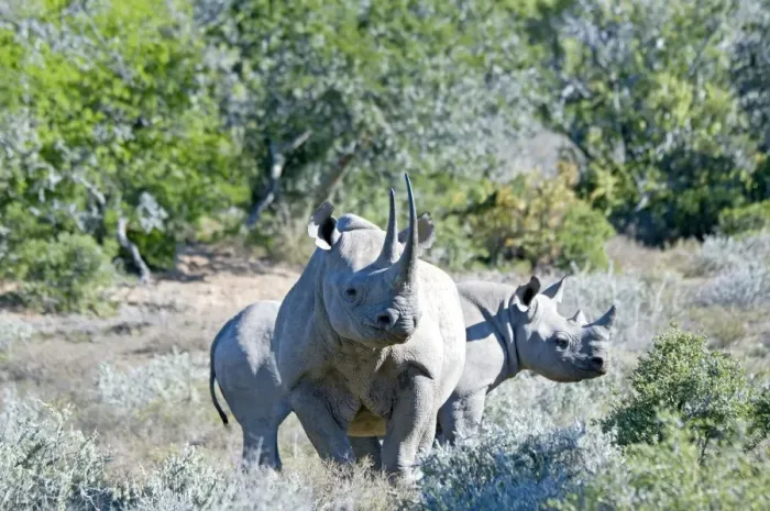 Framed Print : Black Rhinoceros - mother with calf - Sam Knott Nature Reserve - Eastern Cape - South Africa Framed Print : Black Rhinoceros - mother with calf - Sam Knott Nature Reserve - Eastern Cape - South Africa