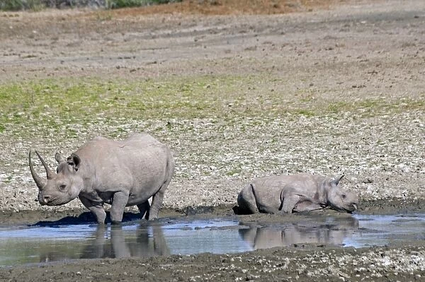 Black Rhinoceros - mother and calf wallowing in mud beside waterhole. Sam Knott Nature Reserve, Grahamstown, South Africa