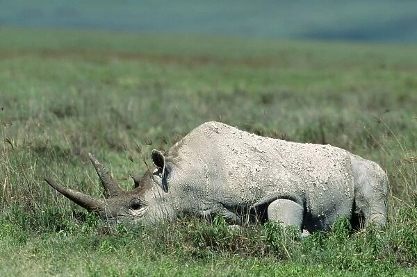 Black Rhinoceros Ngorongoro Crater, Tanzania, Africa