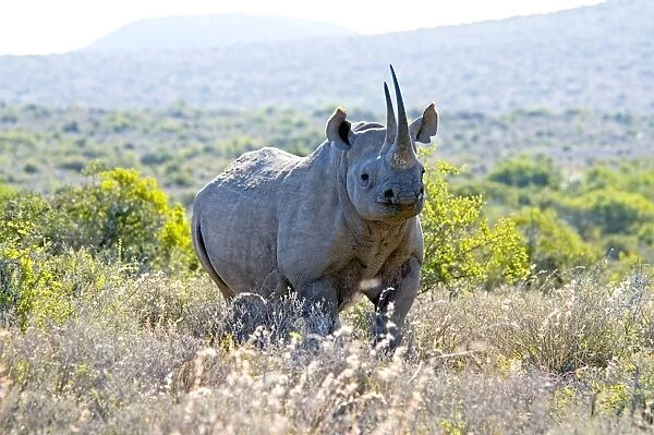 Black Rhinoceros - Sam Knott Nature Reserve - Eastern Cape - South Africa