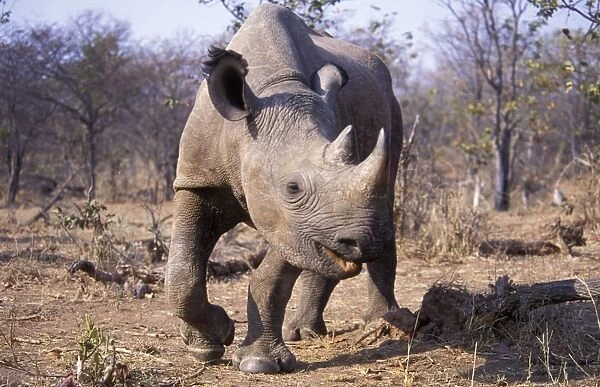 Black Rhinoceros - Subadult female - Matusadona NP - Zimbabwe - Africa