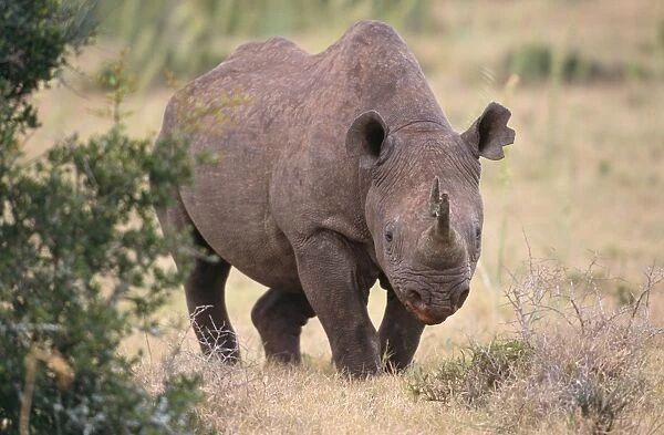 Black Rhinocerus Addo Elephant National Park, South Africa
