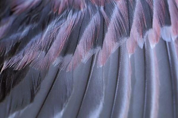Black Rosy Finch - close-up of feathers - Yellowstone National Park - Montana - USA