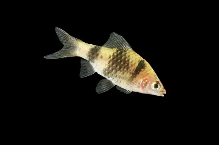 Framed Print : Black ruby Barb BB 583 Side view black background Barbus nigro fasciatus © Brian Bevan / ardea. com Framed Print : Black ruby Barb BB 583 Side view black background Barbus nigro fasciatus © Brian Bevan / ardea. com