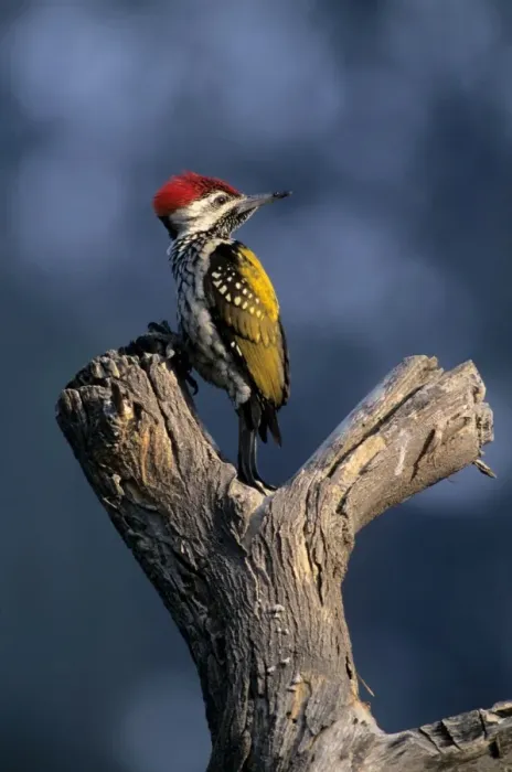 Framed Print : Black-rumped Flameback / Golden backed Woodpecker on a dead tree Keoladeo National Park, India Framed Print : Black-rumped Flameback / Golden backed Woodpecker on a dead tree Keoladeo National Park, India