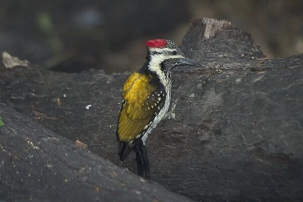 Black-rumped Flameback  /  Lesser Flame-backed Woodpecker  /  Lesser Golden Backed Woodpecker - On fallen tree trunk. Found in light forest, plantations and open country with some trees. Photographed in Keoladeo Ghana National Park, Bharaptur