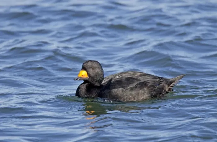 Framed Print : Black Scoters - on the water in winter - Barnegat Light - NJ - USA Framed Print : Black Scoters - on the water in winter - Barnegat Light - NJ - USA