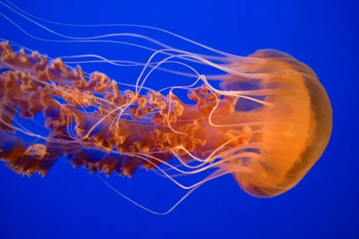 Framed Print : Black Sea Nettle - Pacific Ocean - Photographed at Monterey Bay Aquarium - Monterey - California - USA Framed Print : Black Sea Nettle - Pacific Ocean - Photographed at Monterey Bay Aquarium - Monterey - California - USA