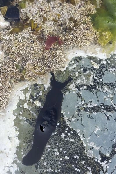 Black Sea Slug in rock pool - Brough Head - Orkney Mainland IN000927
