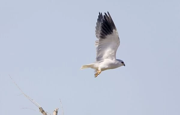 Black-shouldered Kite - in flight