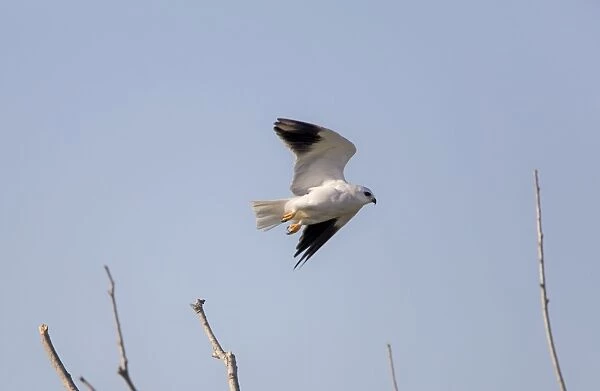 Black-shouldered Kite - in flight - September - La Janda - Spain