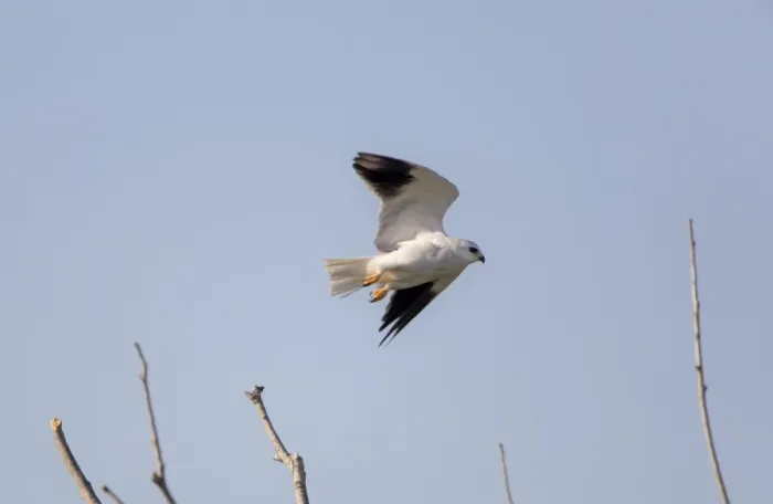 Framed Print : Black-shouldered Kite - in flight - September - La Janda - Spain Framed Print : Black-shouldered Kite - in flight - September - La Janda - Spain