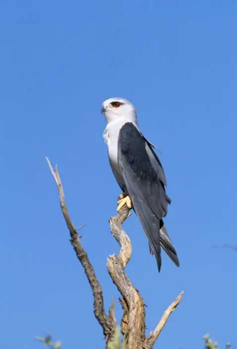 Framed Print : Black Shouldered Kite Kalahari Gemsbok National Park South Africa Framed Print : Black Shouldered Kite Kalahari Gemsbok National Park South Africa