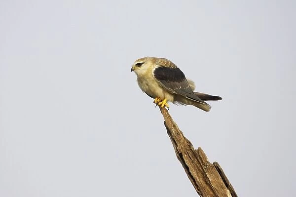 Black Shouldered Kite - Keoladeo Ghana National Park - Bharatpur - Rajasthan - India BI017581