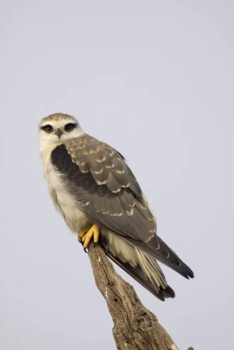 Framed Print : Black Shouldered Kite - Keoladeo Ghana National Park - Bharatpur - Rajasthan - India BI017594 Framed Print : Black Shouldered Kite - Keoladeo Ghana National Park - Bharatpur - Rajasthan - India BI017594