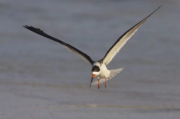 Black Skimmer coming in to land. Estero Lagoon, florida, USA BI001444