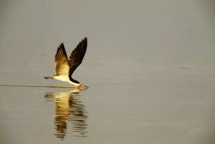 Framed Print : Black Skimmer Feeding