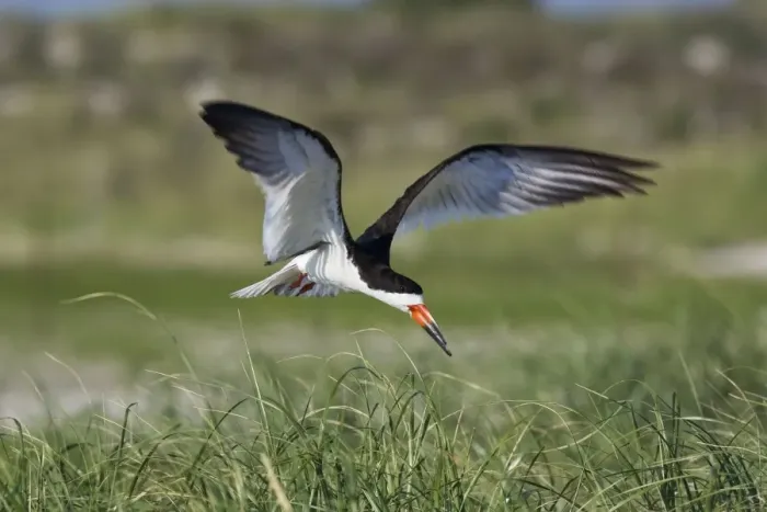 Framed Print : Black Skimmer - in flight in Long Island. New York colony in August - USA Framed Print : Black Skimmer - in flight in Long Island. New York colony in August - USA