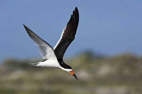 Black Skimmer - in flight in Long Island. New York colony in August - USA