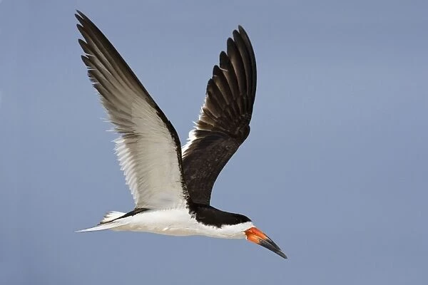 Black Skimmer - in flight. Long Island - New York colony in August - USA