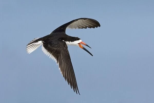 Black Skimmer - in flight. Long Island - New York colony in August - USA