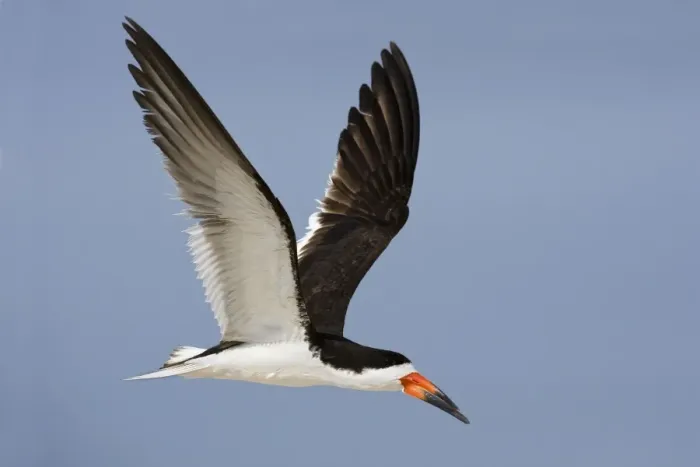 Framed Print : Black Skimmer - in flight. Long Island - New York colony in August - USA Framed Print : Black Skimmer - in flight. Long Island - New York colony in August - USA
