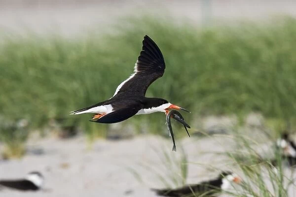 Black Skimmer - in flight with needlefish in Long Island. New York colony in August - USA