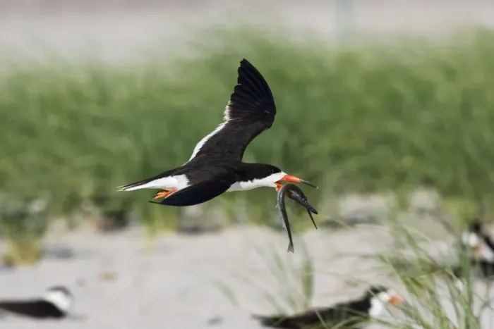 Framed Print : Black Skimmer - in flight with needlefish in Long Island. New York colony in August - USA Framed Print : Black Skimmer - in flight with needlefish in Long Island. New York colony in August - USA