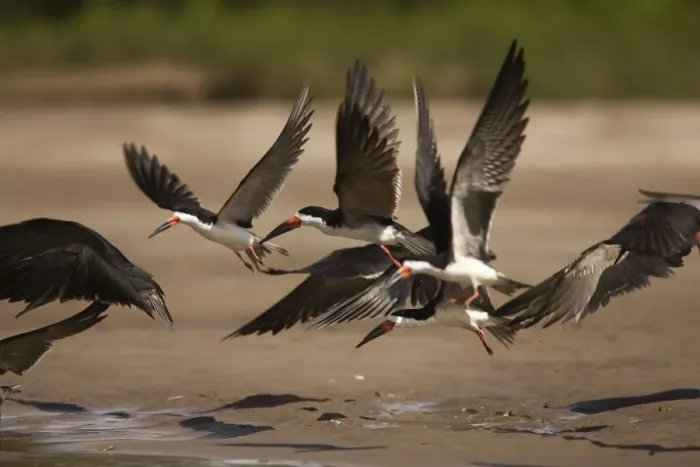 Framed Print : Black Skimmer - in flight. Peru Framed Print : Black Skimmer - in flight. Peru