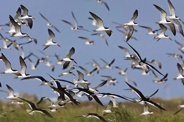 Black Skimmer - flock in flight. Long Island - New York colony in August - USA