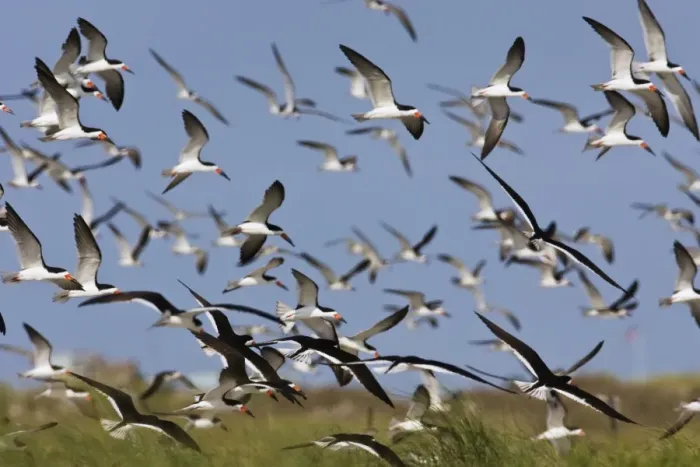 Framed Print : Black Skimmer - flock in flight. Long Island - New York colony in August - USA Framed Print : Black Skimmer - flock in flight. Long Island - New York colony in August - USA