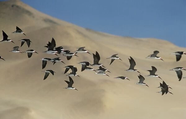 Black Skimmer - flock in flight above the sand dunes of Peru  