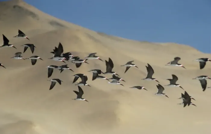 Framed Print : Black Skimmer - flock in flight above the sand dunes of Peru Framed Print : Black Skimmer - flock in flight above the sand dunes of Peru