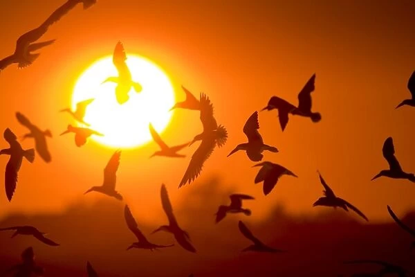 Black Skimmer - flock in flight at sunset. Long Island - New York colony in August - USA