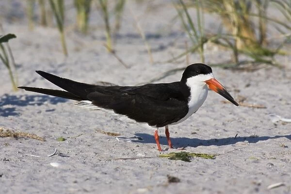 Black Skimmer - in Long Island. New York colony in August - USA