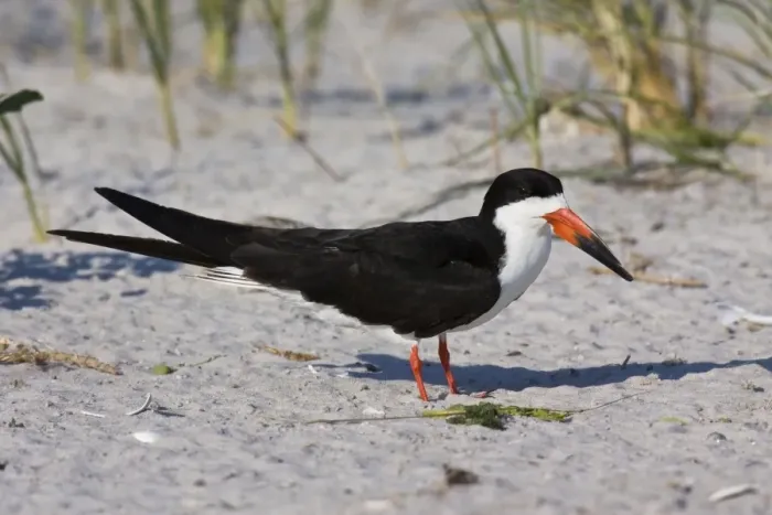 Framed Print : Black Skimmer - in Long Island. New York colony in August - USA Framed Print : Black Skimmer - in Long Island. New York colony in August - USA