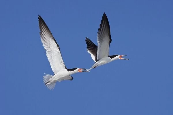 Black Skimmer - Males chasing each other at colony on Long Island, New York, USA, August