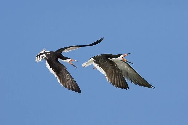 Black Skimmer - Males chasing each other at colony on Long Island, New York. USA