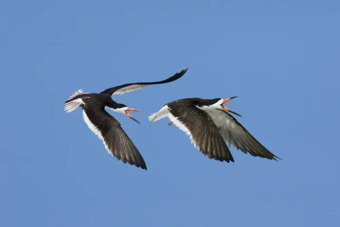 Framed Print : Black Skimmer - Males chasing each other at colony on Long Island, New York. USA Framed Print : Black Skimmer - Males chasing each other at colony on Long Island, New York. USA