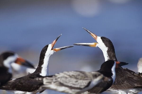 Black Skimmers - courting