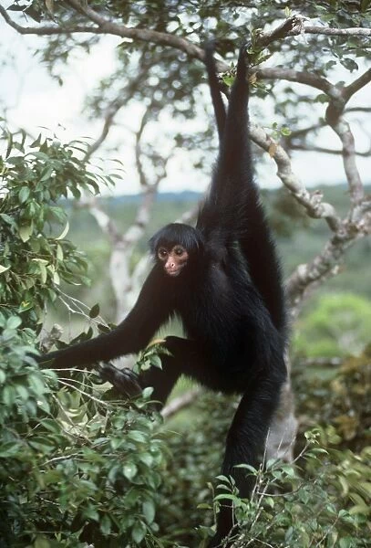 Black Spider Monkey - hanging from tree -Roraima, Brazil, South America
