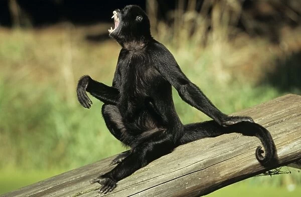 Black Spider Monkey - male howling  /  calling