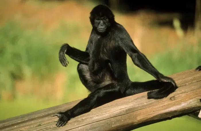 Framed Print : Black Spider Monkey - male sunbathing Framed Print : Black Spider Monkey - male sunbathing