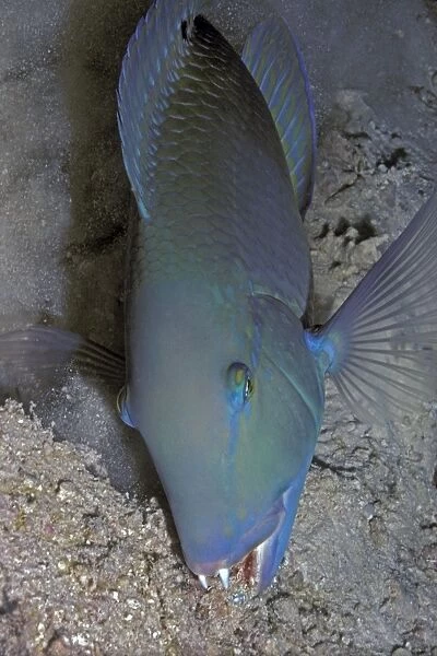 Black Spot  /  Venus Tuskfish - The wrasse who Valerie helped find crabs by helping it to dig holes in the rubble. Heron Island, Great Barrier Reef