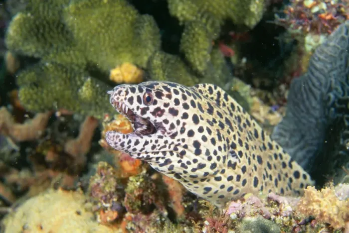 Framed Print : Black-spotted Moray Eel Fam: muraenidae Ambon, Indonesia Framed Print : Black-spotted Moray Eel Fam: muraenidae Ambon, Indonesia