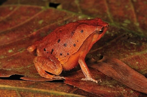 Black-spotted Narrow-Mouthed Frog - Forest Research institute of Malaysia - West Malaysia